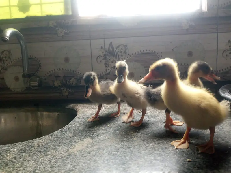 Beautiful Ducks baby sale 03454162260 — photo 4