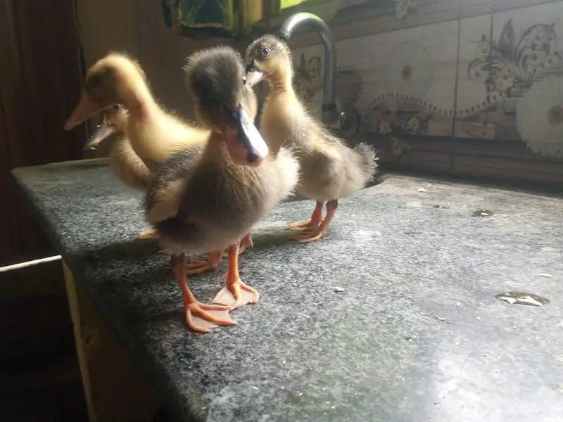 Beautiful Ducks baby sale 03454162260 — photo 5