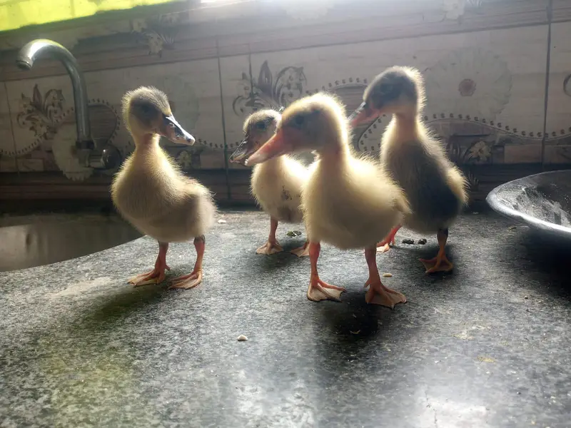 Beautiful Ducks baby sale 03454162260 — photo 6