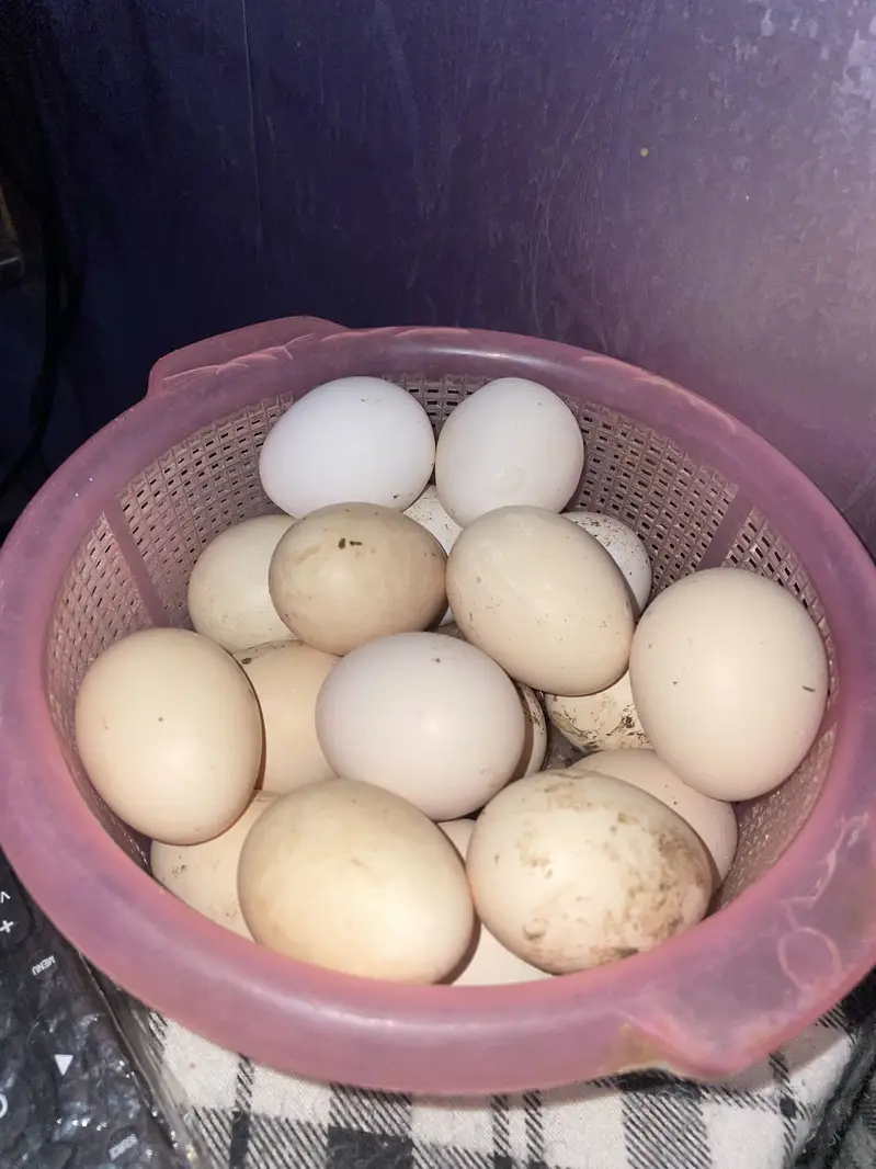 Heera Lakha & White Cheeni Aseel Fertile Eggs for Sale