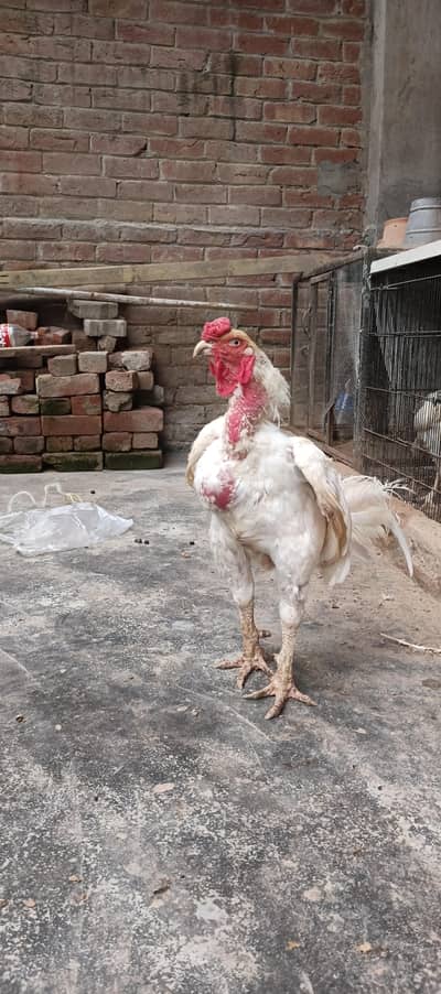 Aseel Heera breeder murgha with heera murgiyan high quality