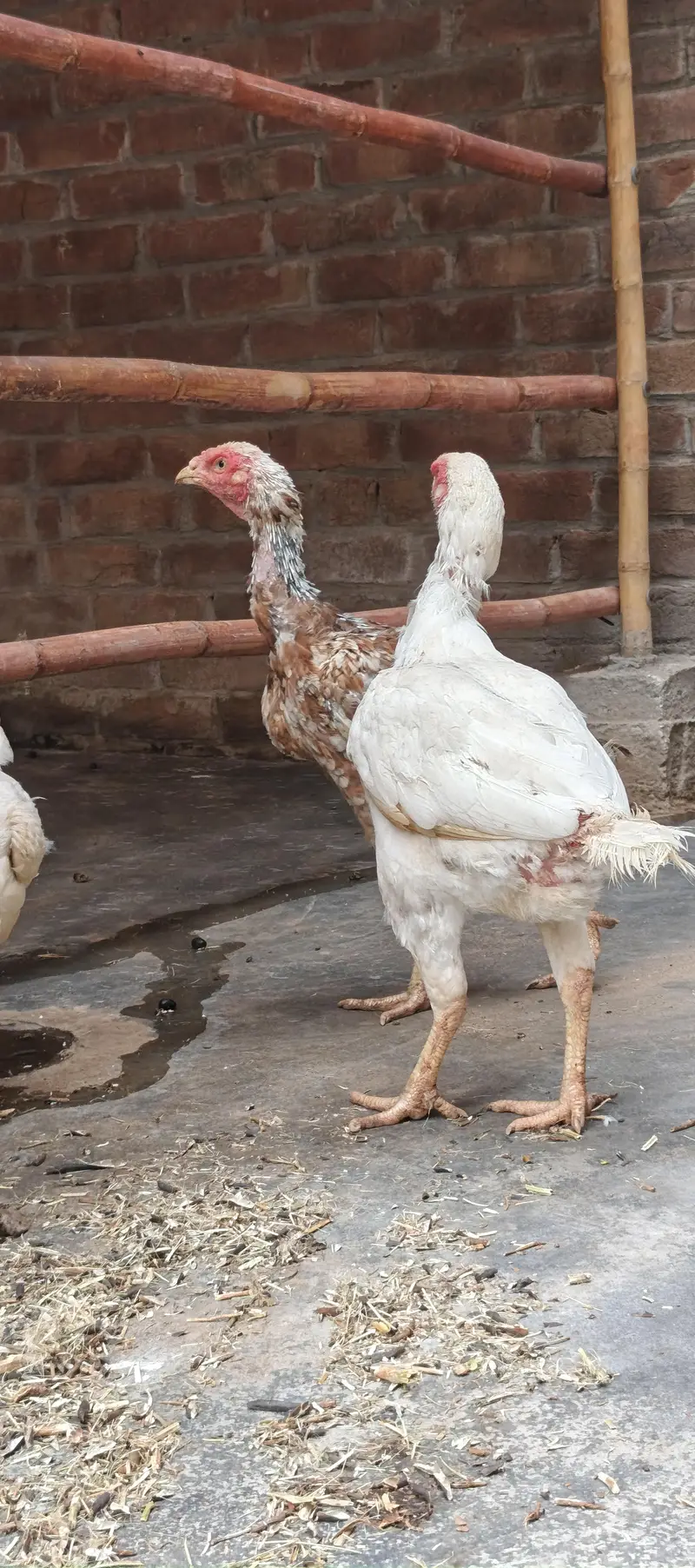 Aseel Heera breeder murgha with heera murgiyan high quality — photo 2
