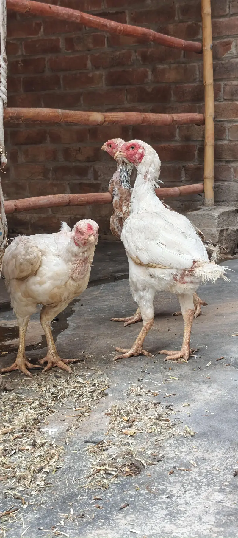 Aseel Heera breeder murgha with heera murgiyan high quality — photo 3