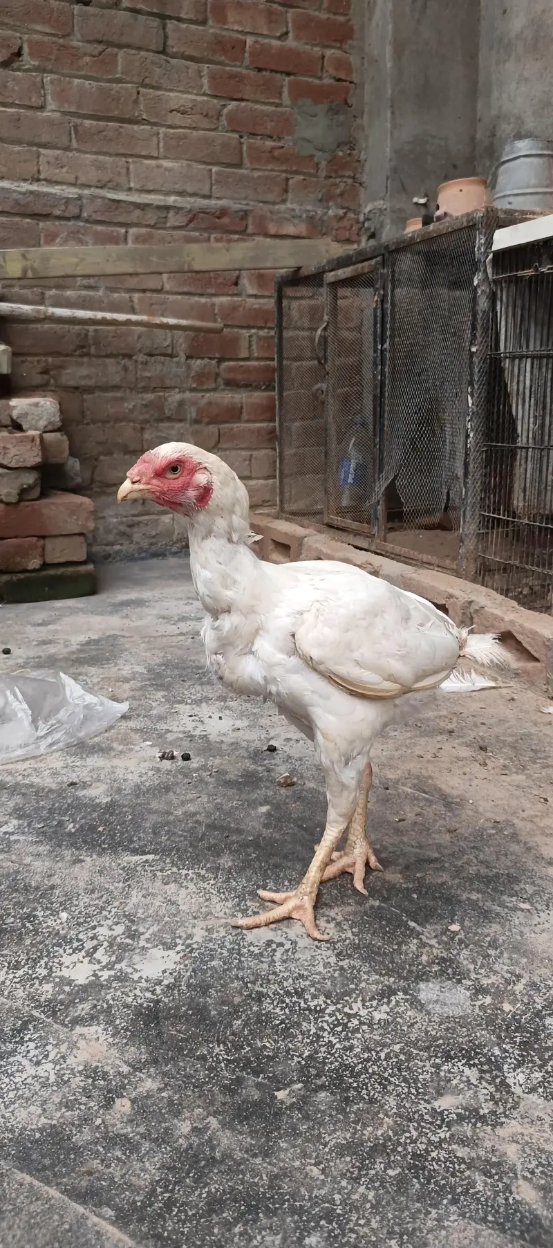 Aseel Heera breeder murgha with heera murgiyan high quality — photo 4