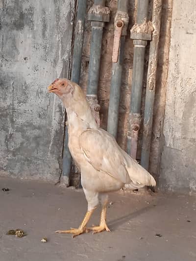 aseel hen