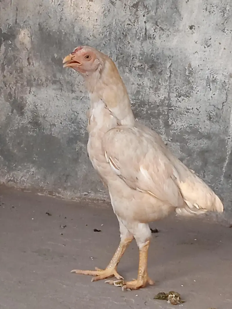 aseel hen — photo 2