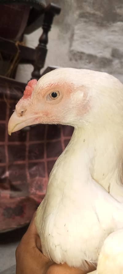 Kurak aseel female