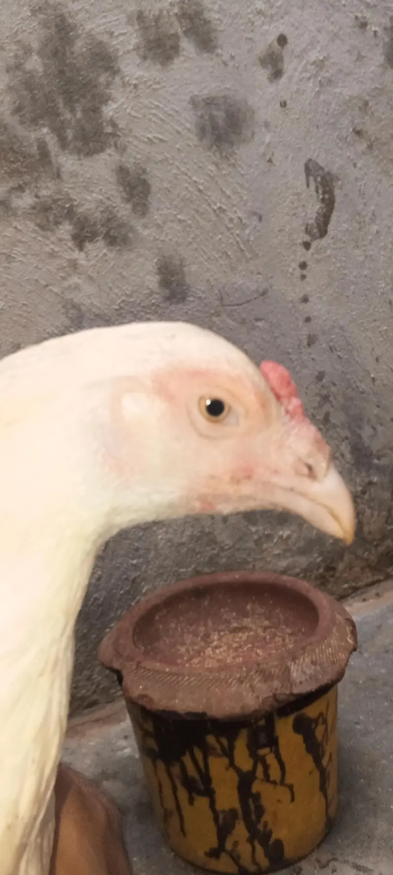 Kurak aseel female — photo 2