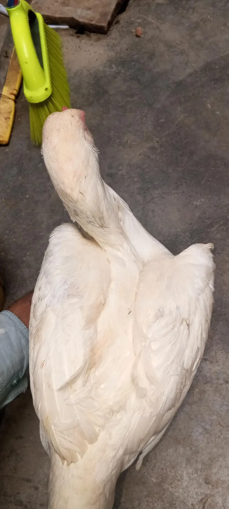 Kurak aseel female — photo 3