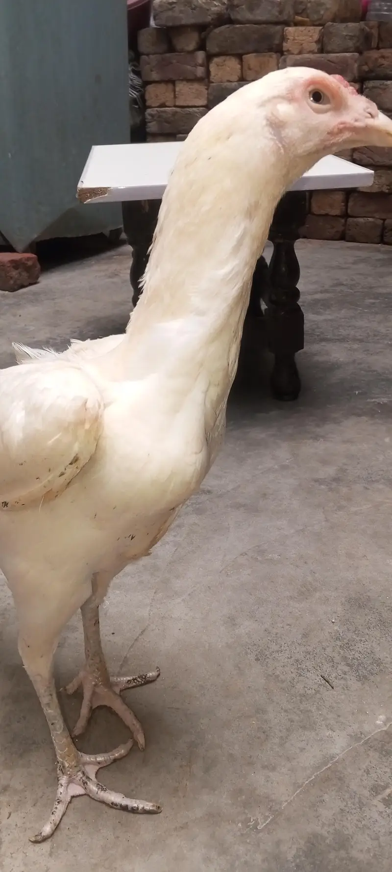 Kurak aseel female — photo 4