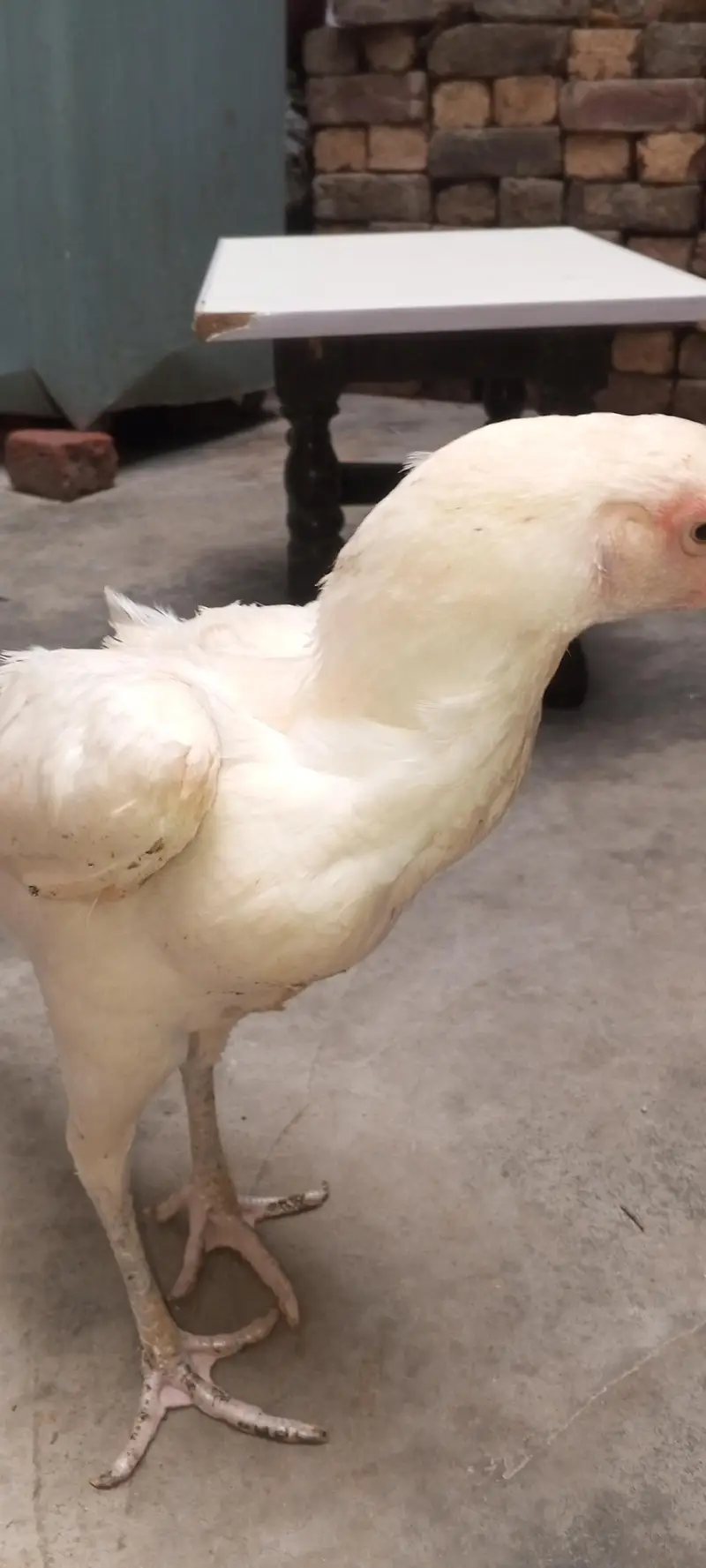 Kurak aseel female — photo 5