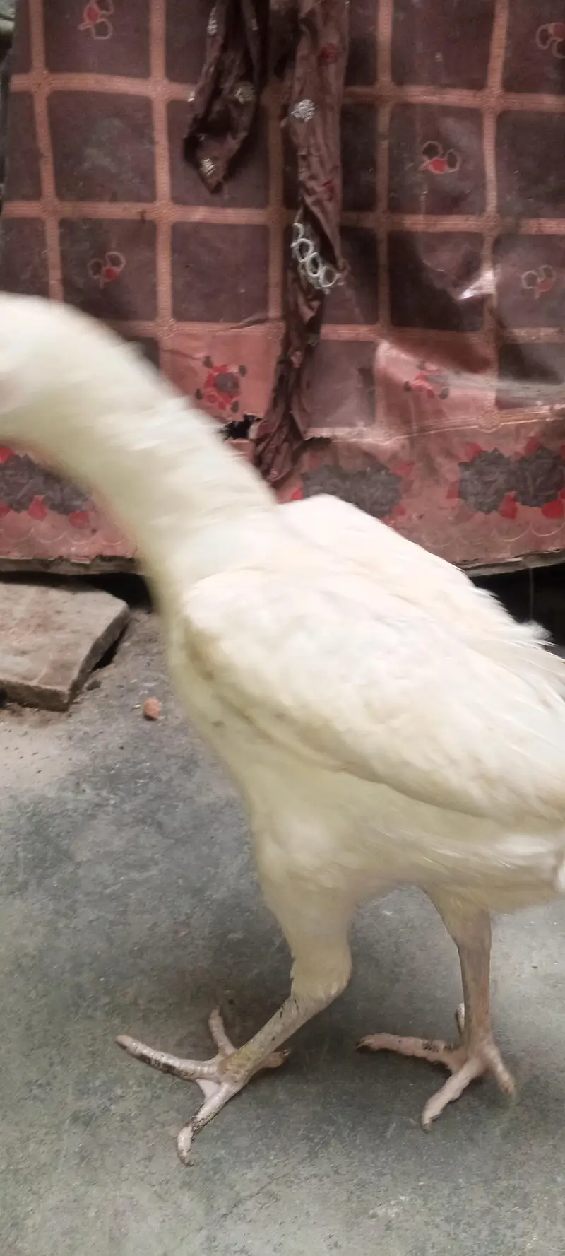 Kurak aseel female — photo 6