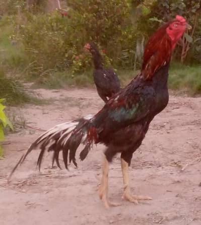 Lakha Male And Mianwali Female
