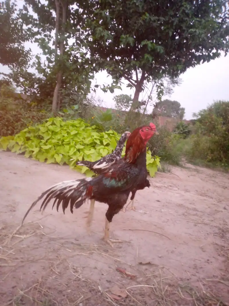 Lakha Male And Mianwali Female — photo 3