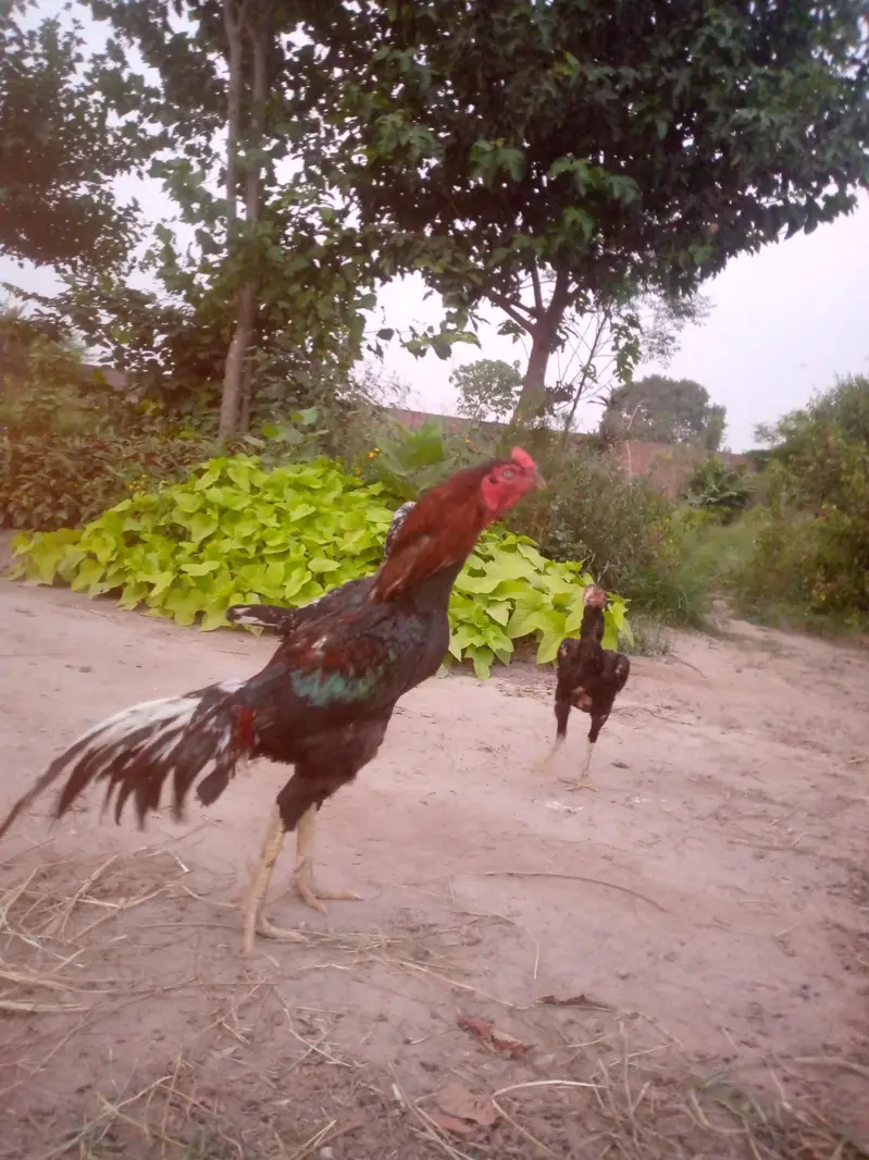 Lakha Male And Mianwali Female — photo 4