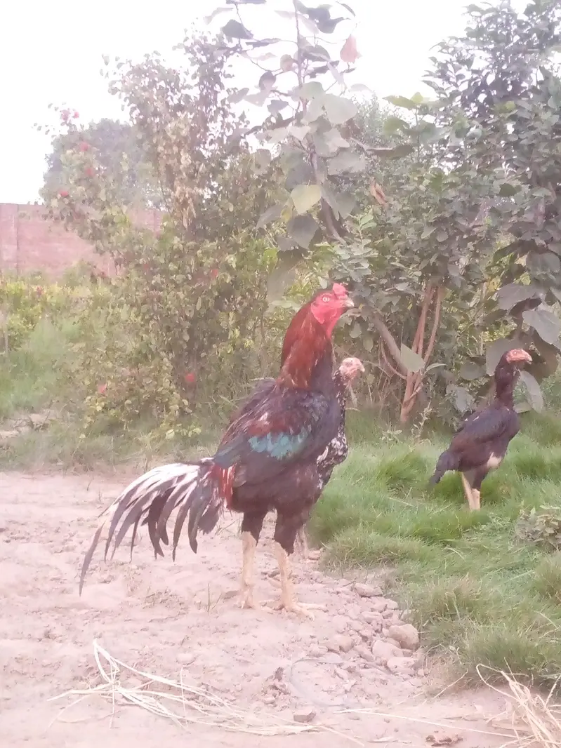 Lakha Male And Mianwali Female — photo 5