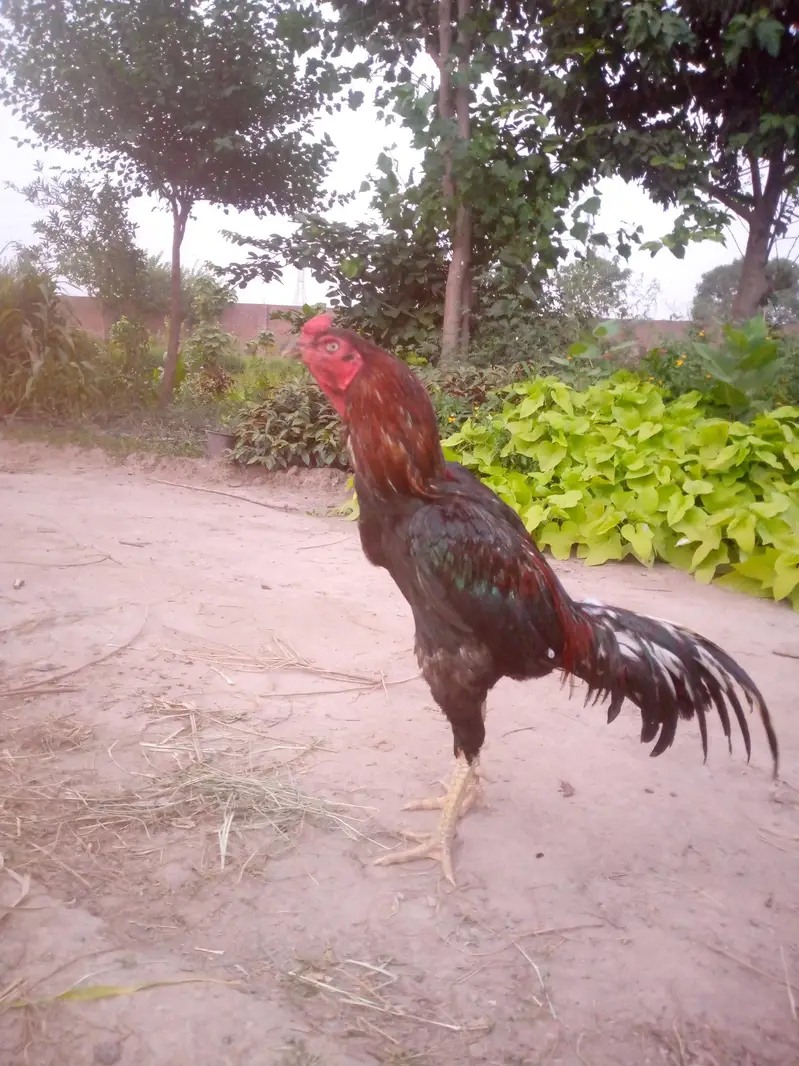 Lakha Male And Mianwali Female — photo 6