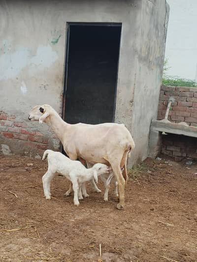 sheep for sale in Lahore