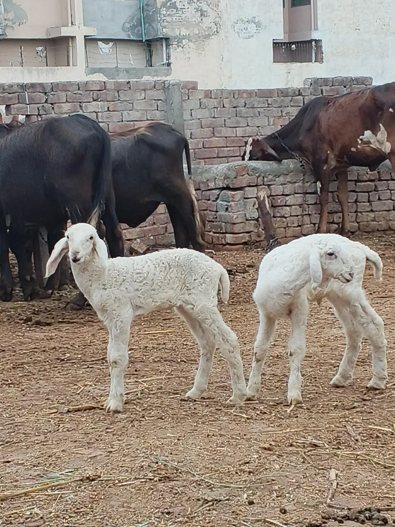 sheep for sale in Lahore — photo 2