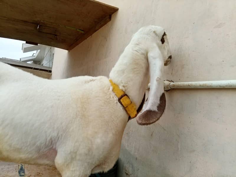 Sheep 1