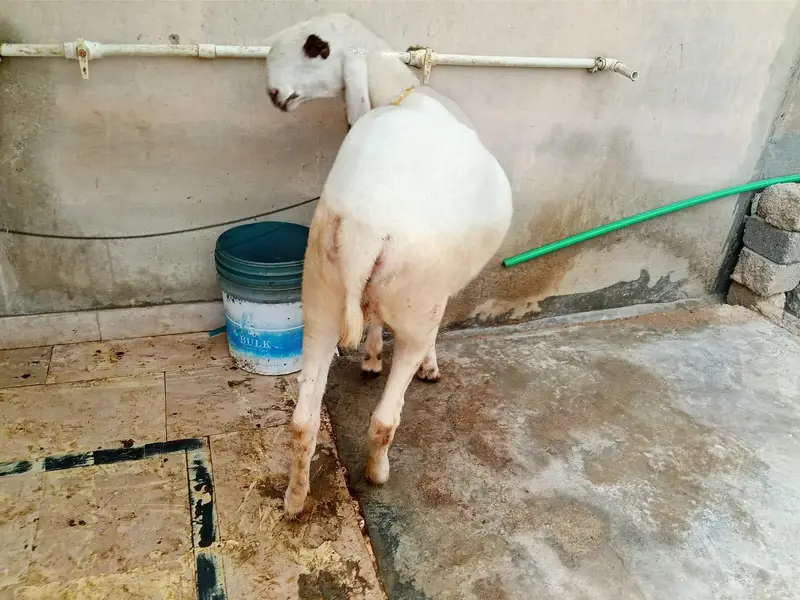 Sheep — photo 4