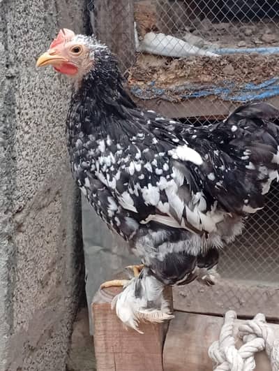 Mottled Bantam male for sale