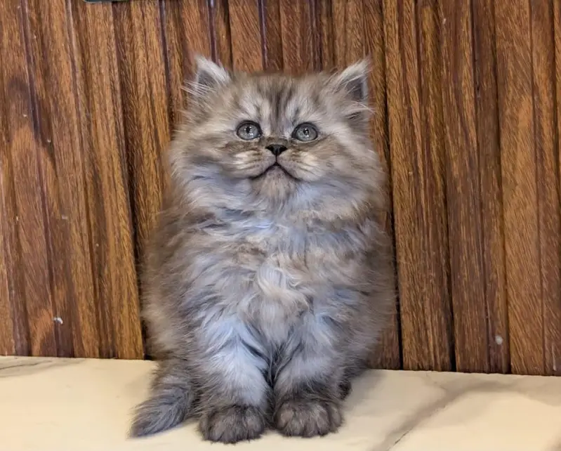 White Persian Kittens/Triple coated/blue eyes/Cats/Male/Female — photo 2