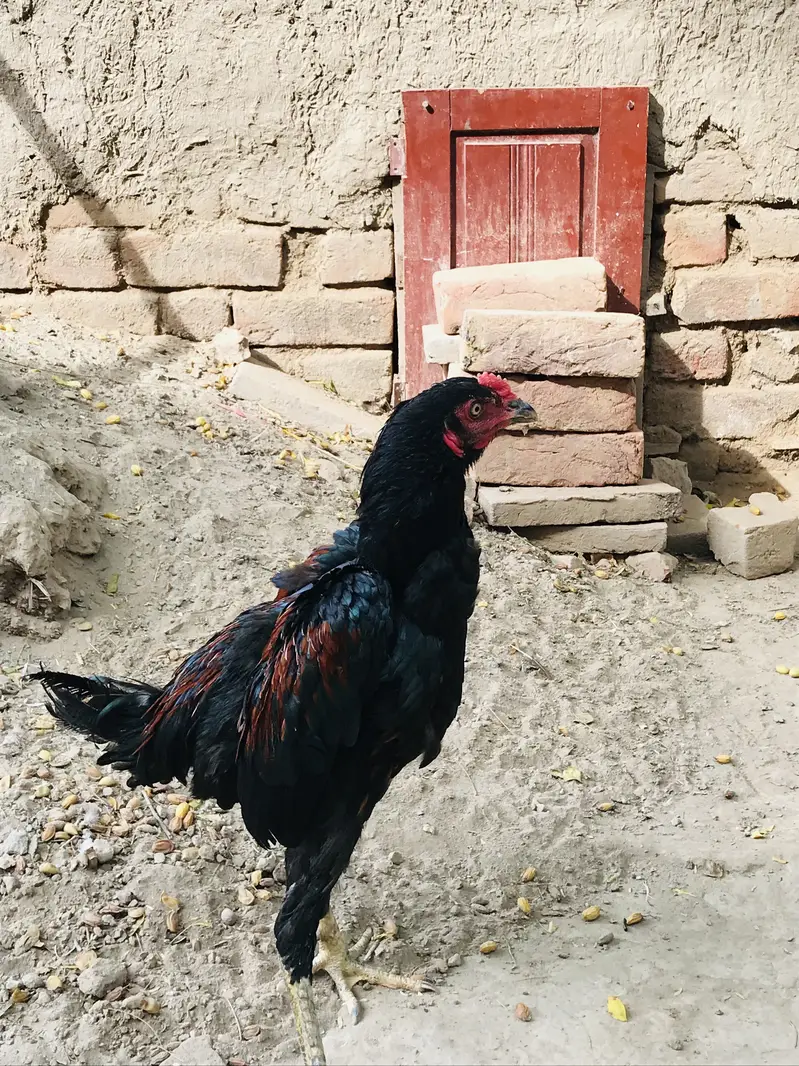 Thai Pakistani cross aseel patha — photo 2