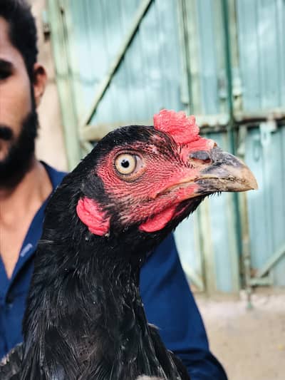 Thai Pakistani cross aseel patha
