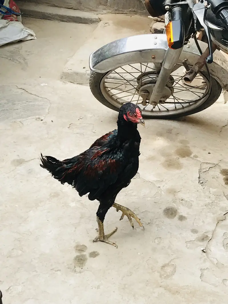 Thai Pakistani cross aseel patha — photo 4