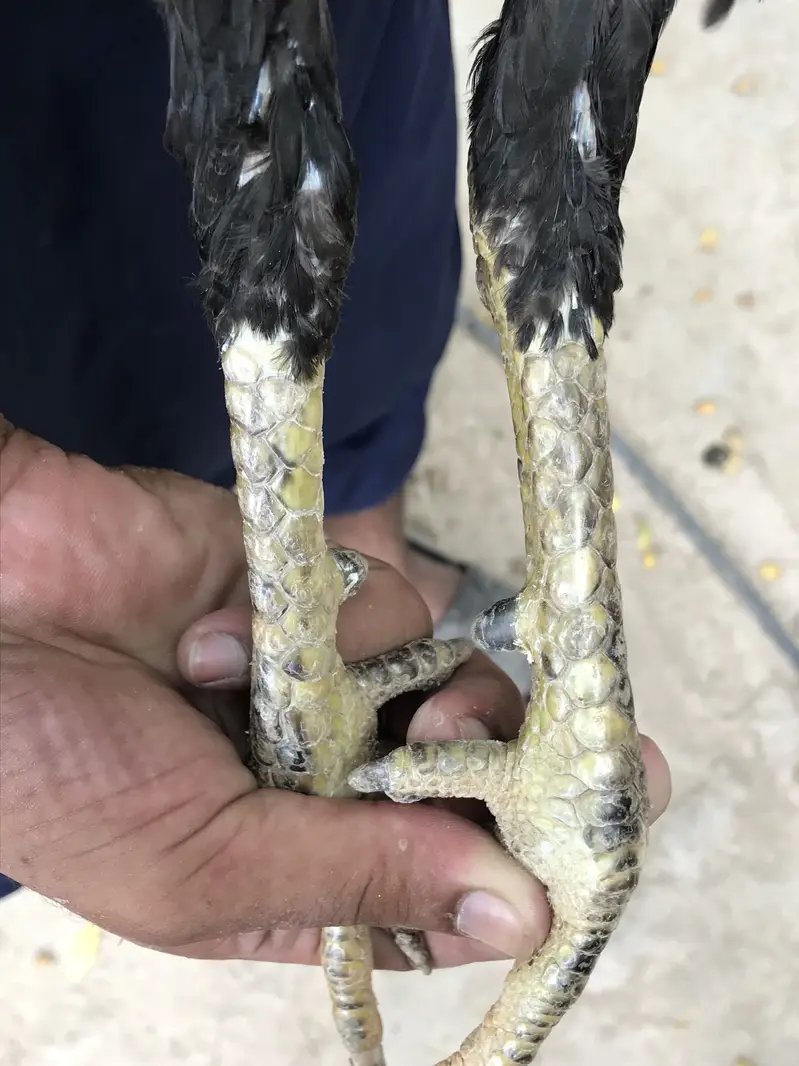 Thai Pakistani cross aseel patha — photo 7