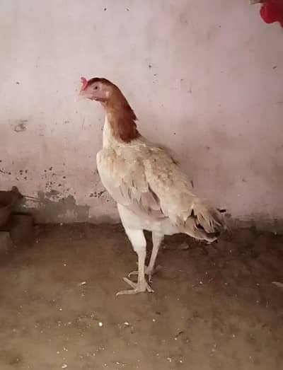 Desi misri female
