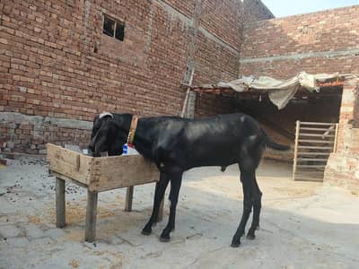 black beetle breader for sale