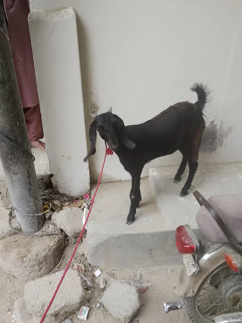 teen mahine ki patt hai — photo 2