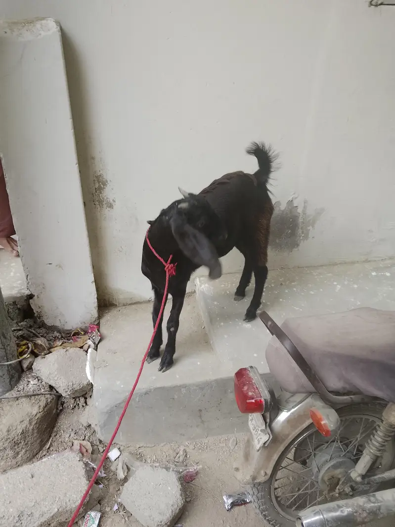 teen mahine ki patt hai — photo 3