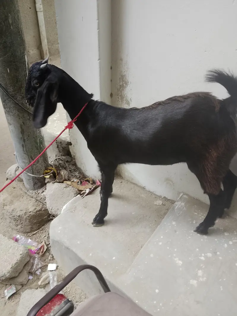 teen mahine ki patt hai — photo 4