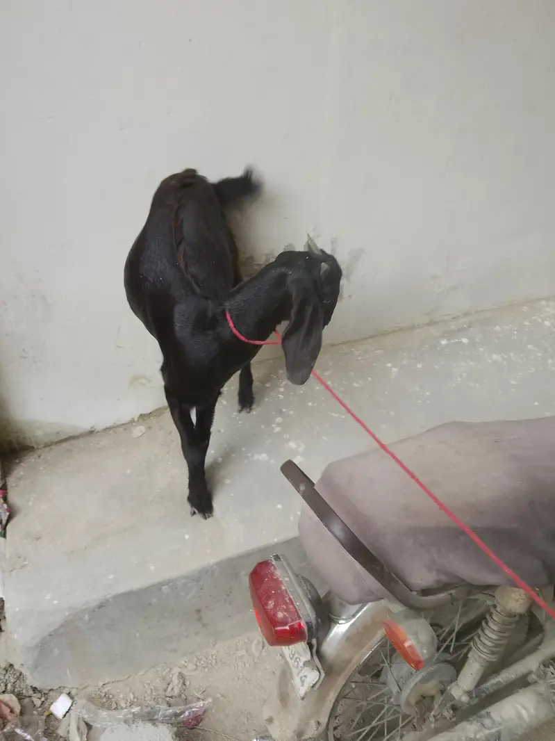 teen mahine ki patt hai — photo 5