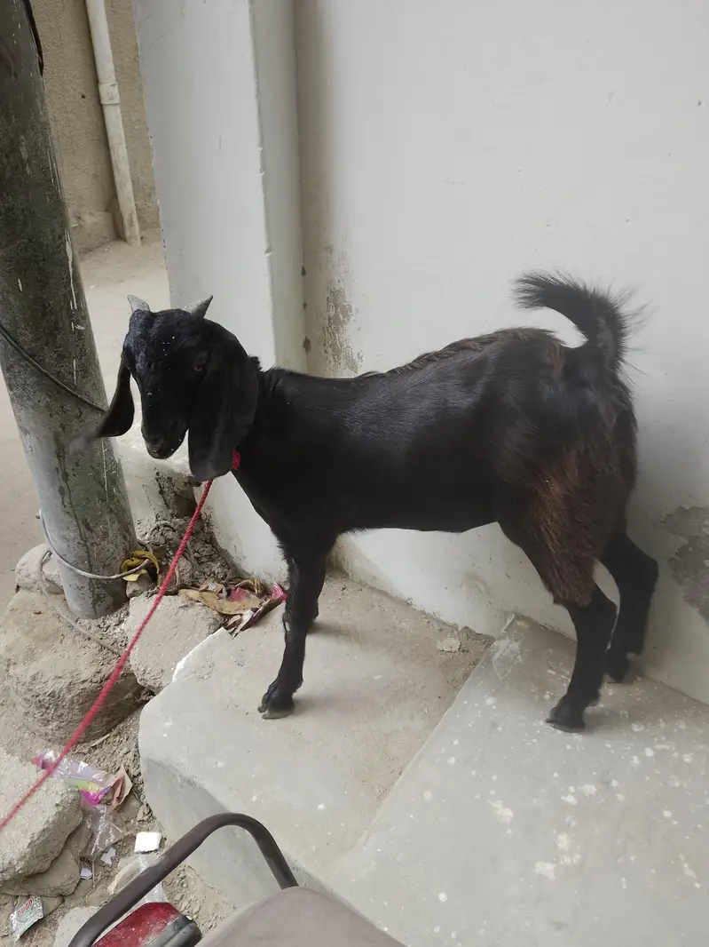 teen mahine ki patt hai — photo 6