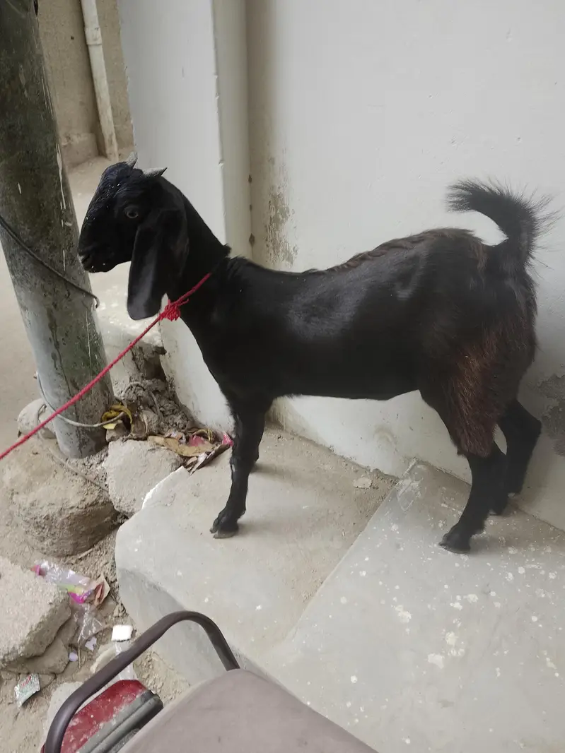 teen mahine ki patt hai — photo 7