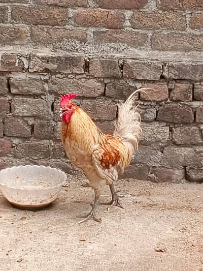 hens for sale