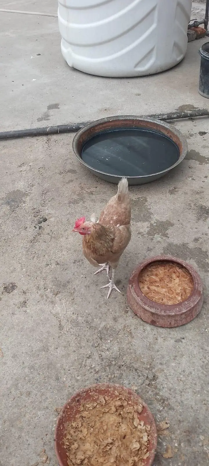 hens for sale — photo 2
