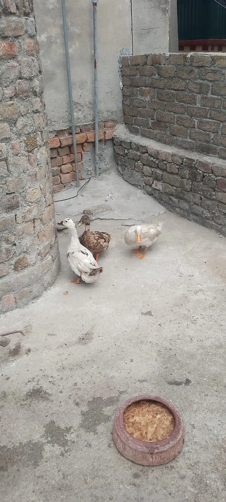 hens for sale — photo 3