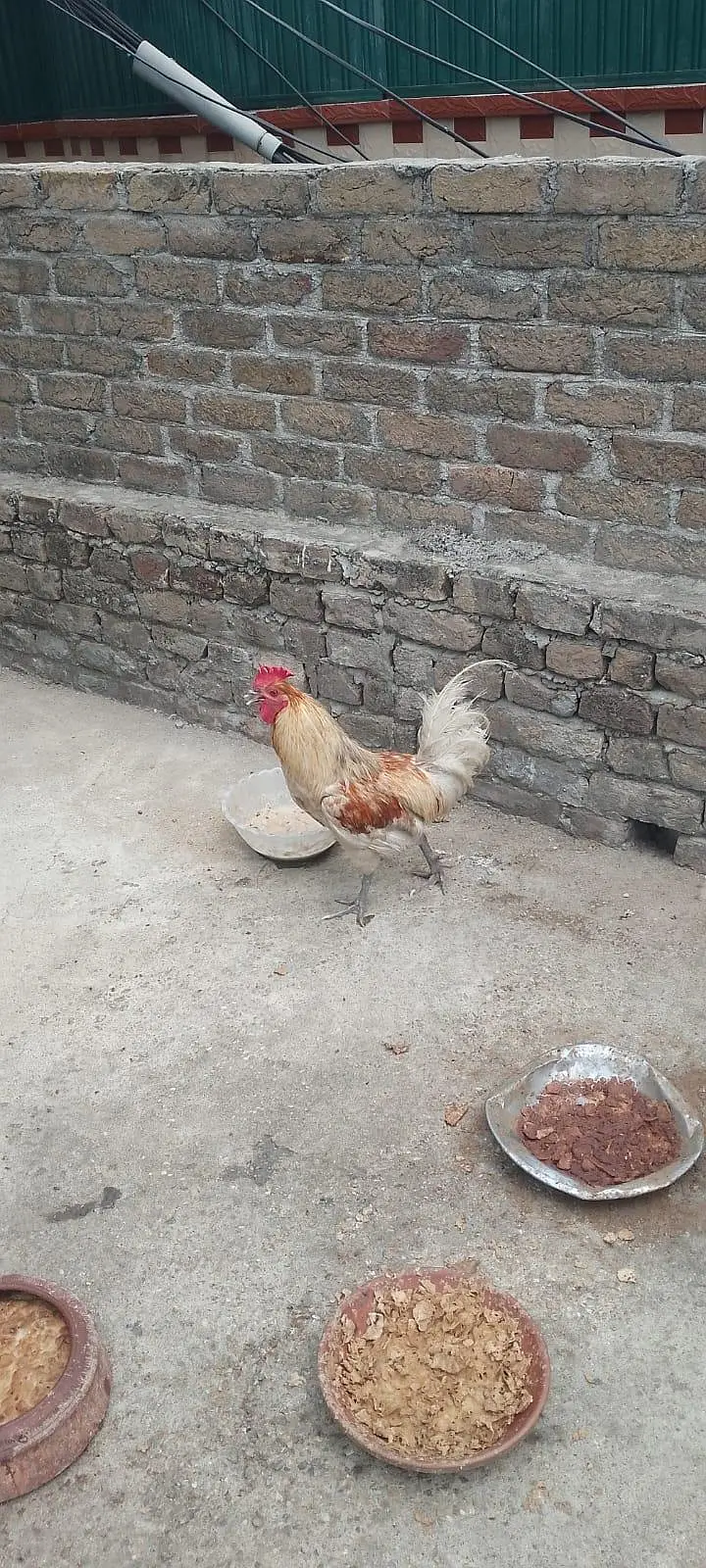 hens for sale — photo 4