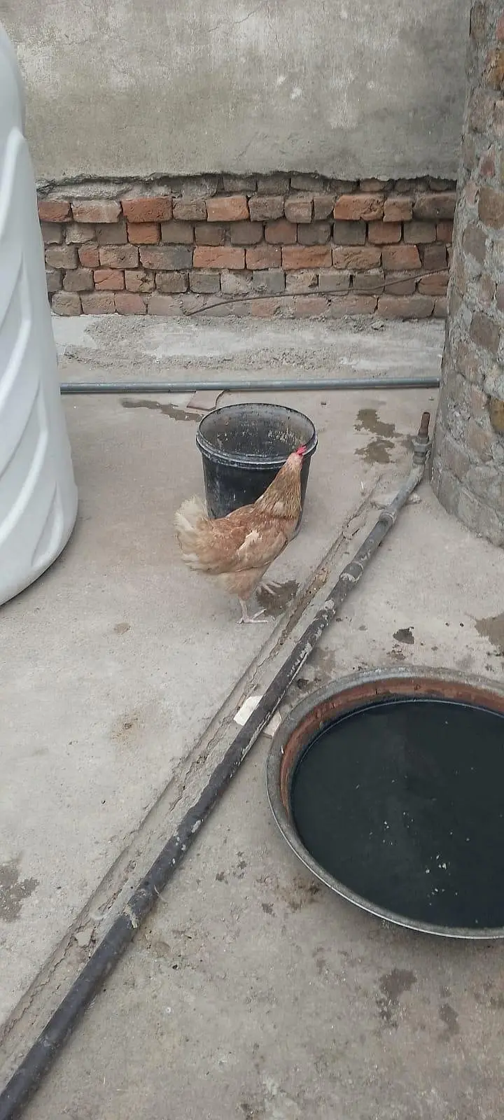 hens for sale — photo 5