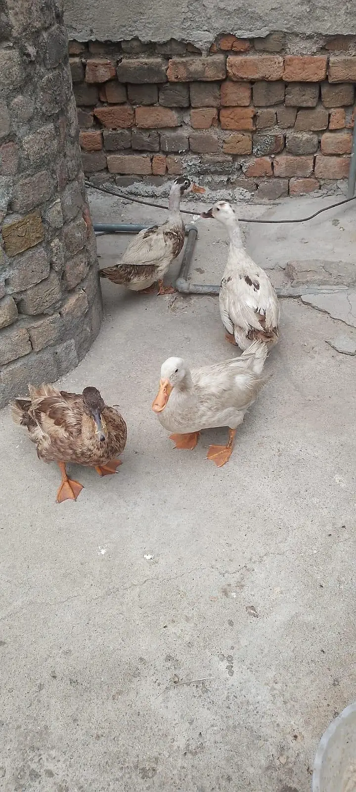 hens for sale — photo 7