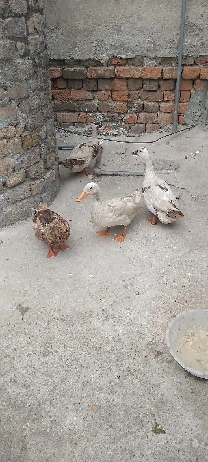 hens for sale — photo 8