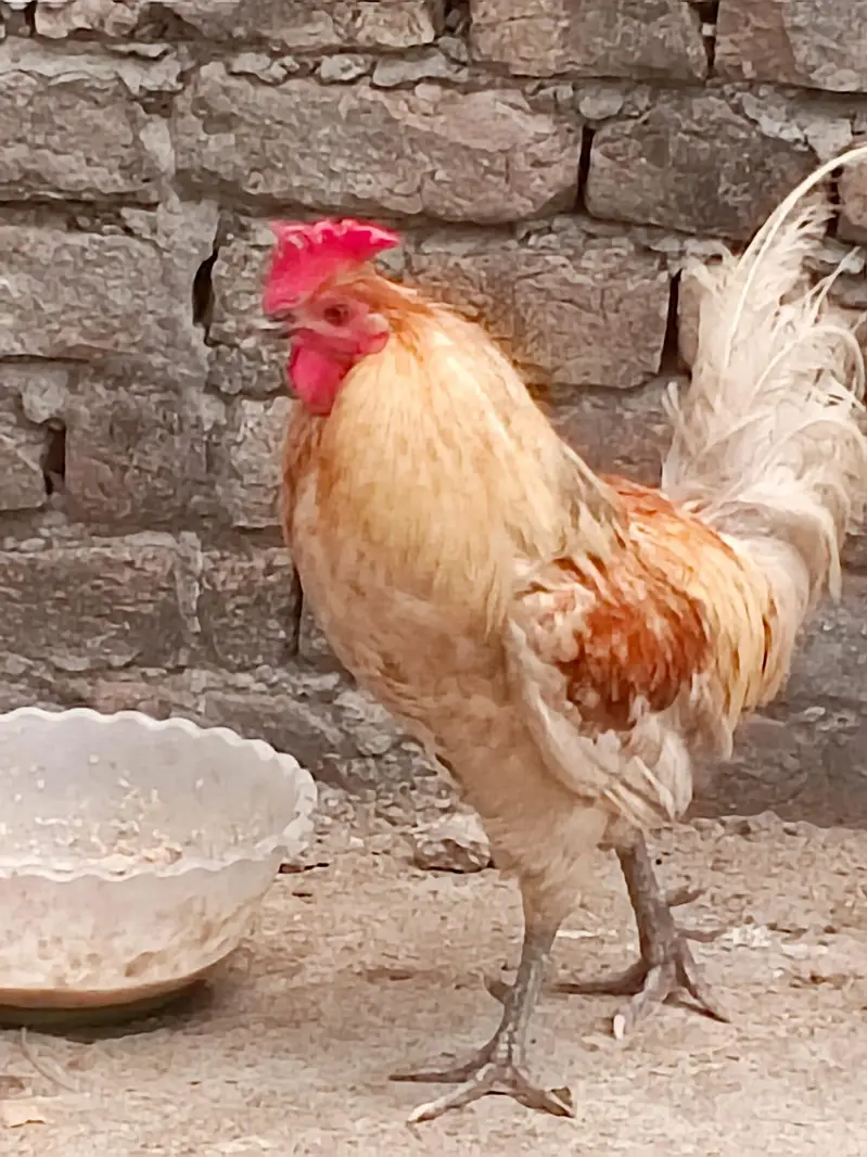 hens for sale — photo 9