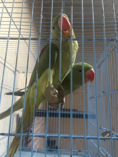 raw parrot for sale 2x