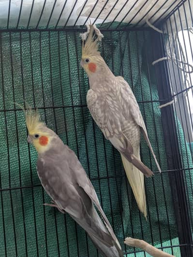 Grey Pied and Cinnamon Pearl Cockatiel Pair