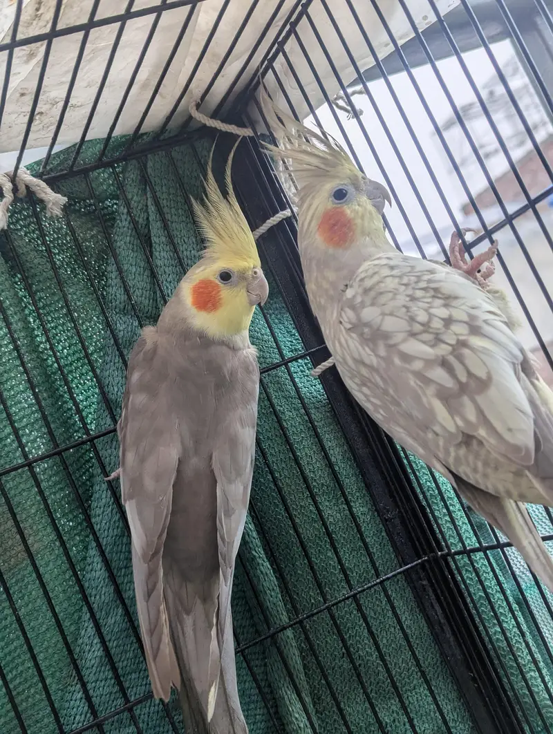 Grey Pied and Cinnamon Pearl Cockatiel Pair — photo 2